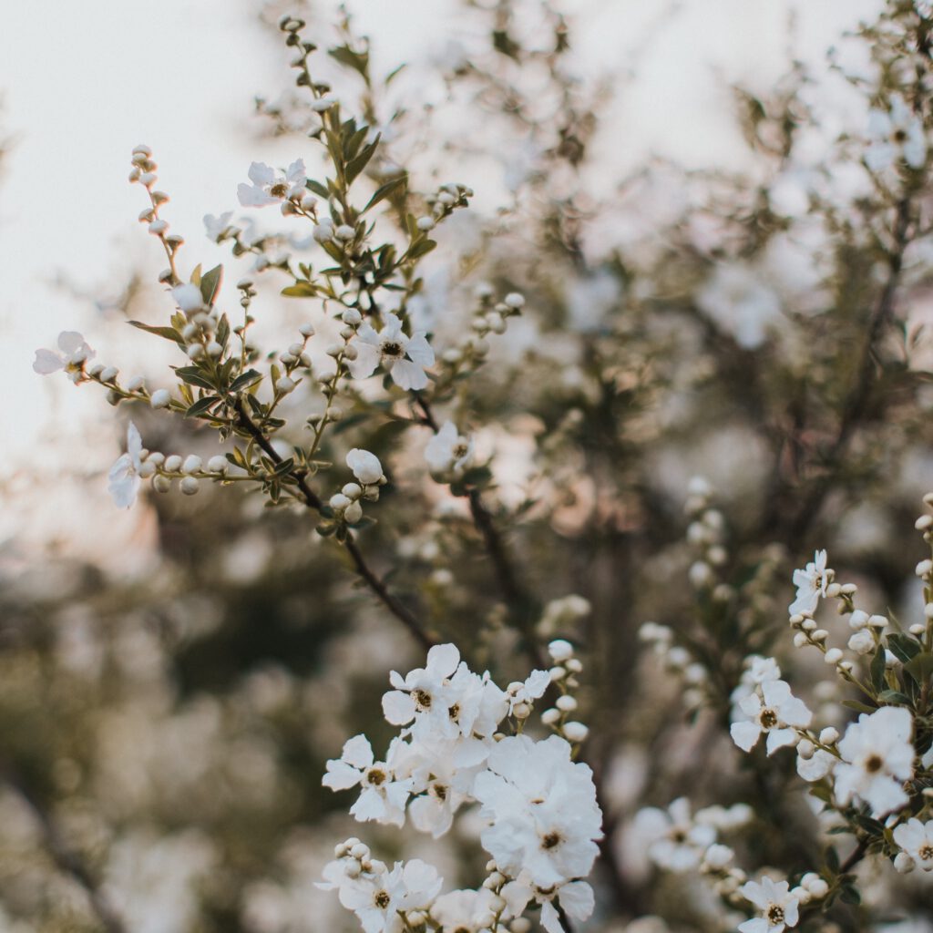 Blumen in einer schönen Abendstimmung